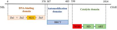 Biological function, mediate cell death pathway and their potential regulated mechanisms for post-mortem muscle tenderization of PARP1: A review